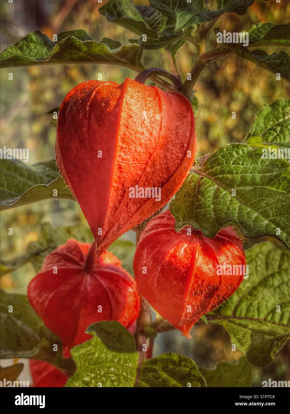 Physalis alkekengi, also known as Ornamental physalis, Chinese Lampion