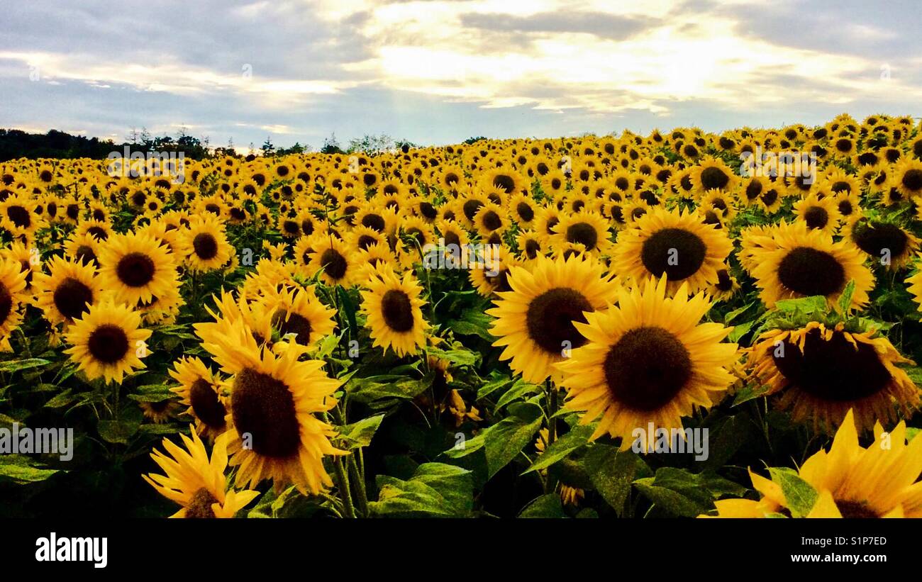 New England Sunflowers Stock Photo Alamy