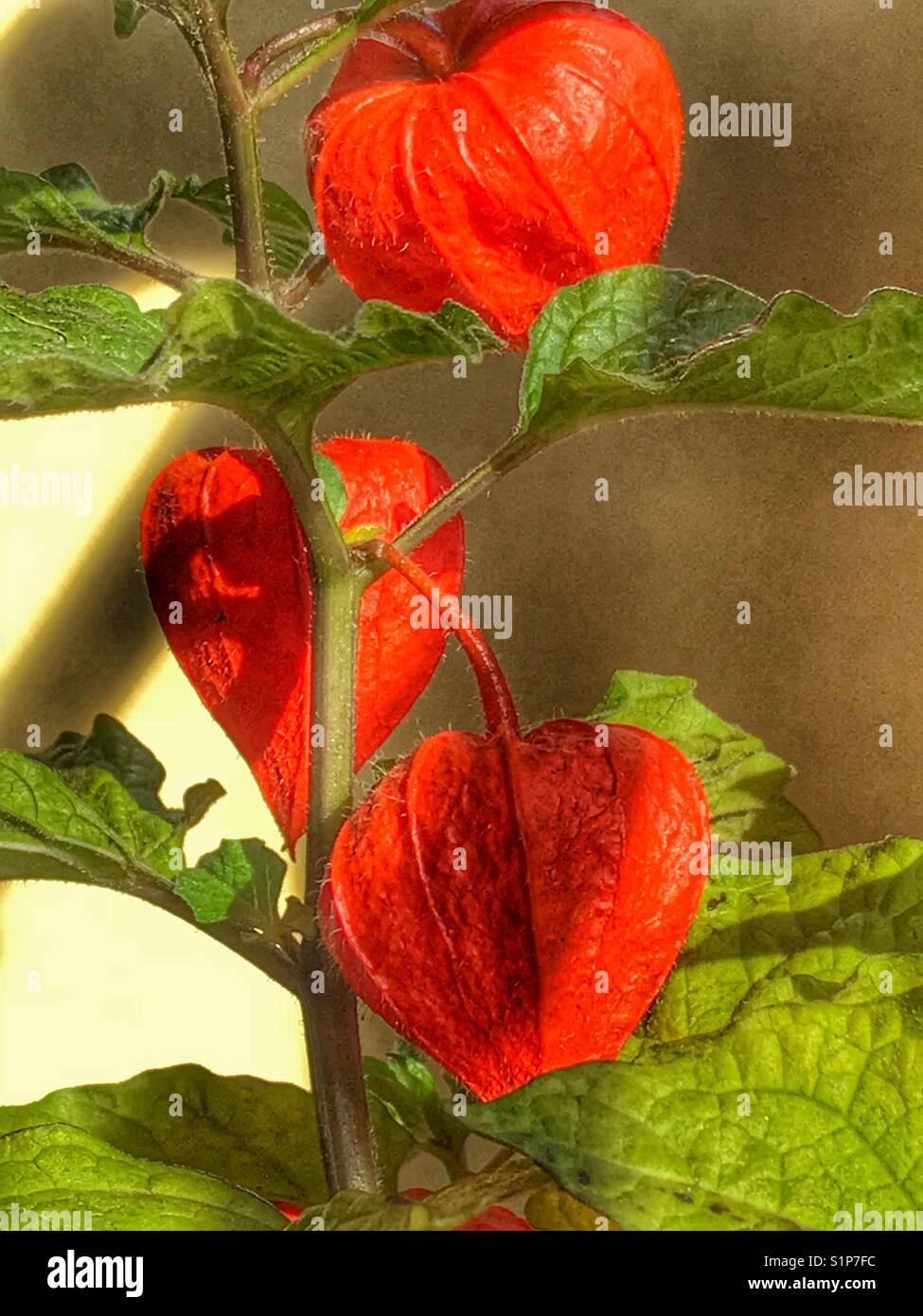 Physalis alkekengi, also known as Ornamental physalis, Chinese Lampion or Chinese Lantern Plant. Inedible and toxic. - Smartphone Captured Stock Image