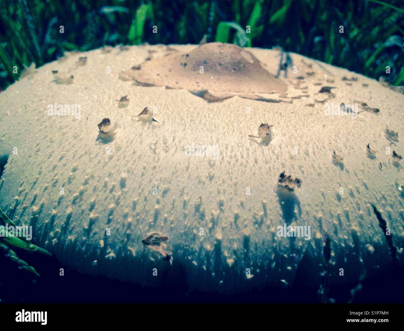 Closeup of mushroom - Smartphone Captured Stock Image