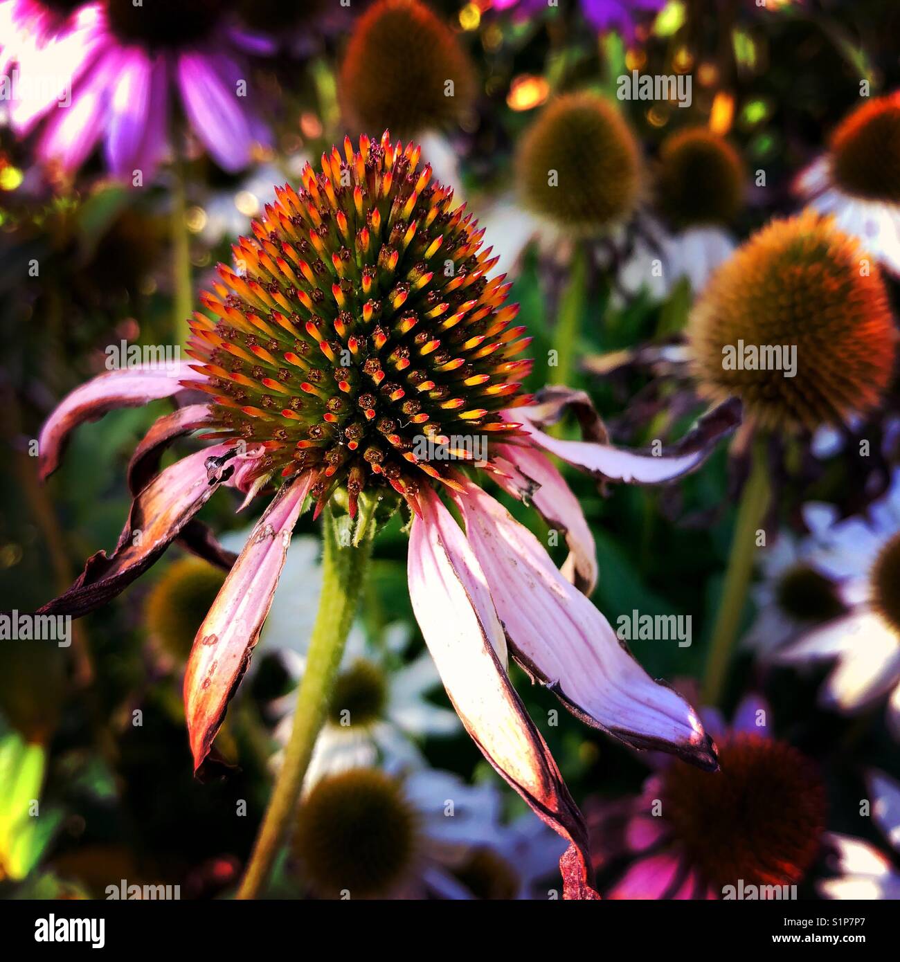 Close up of a withering coneflower in early autumn Stock Photo