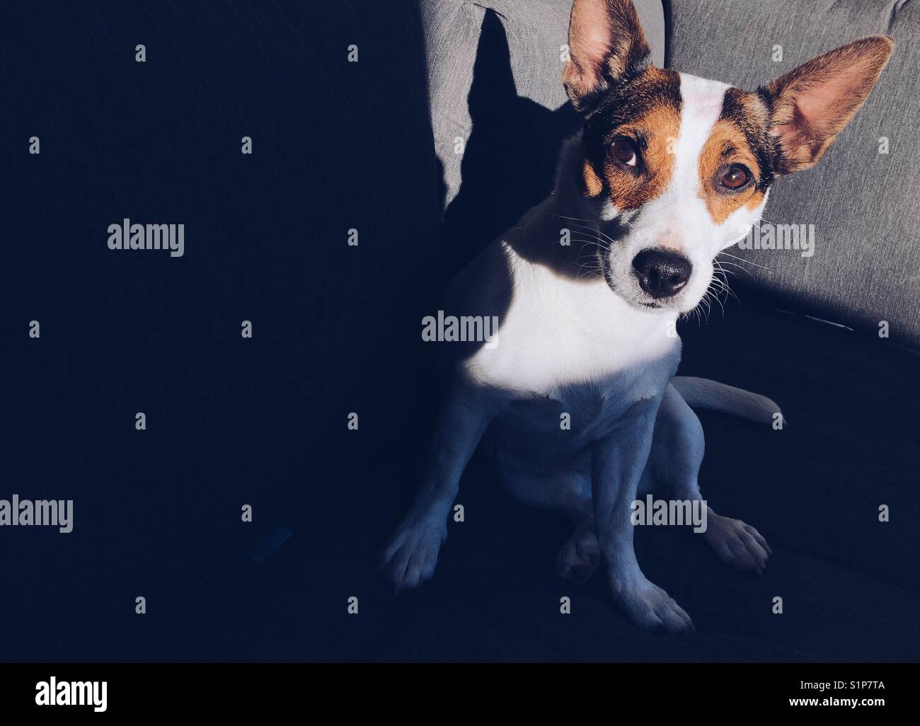 Dog sitting outdoors with sunlight on her face. Space for copy. Stock Photo