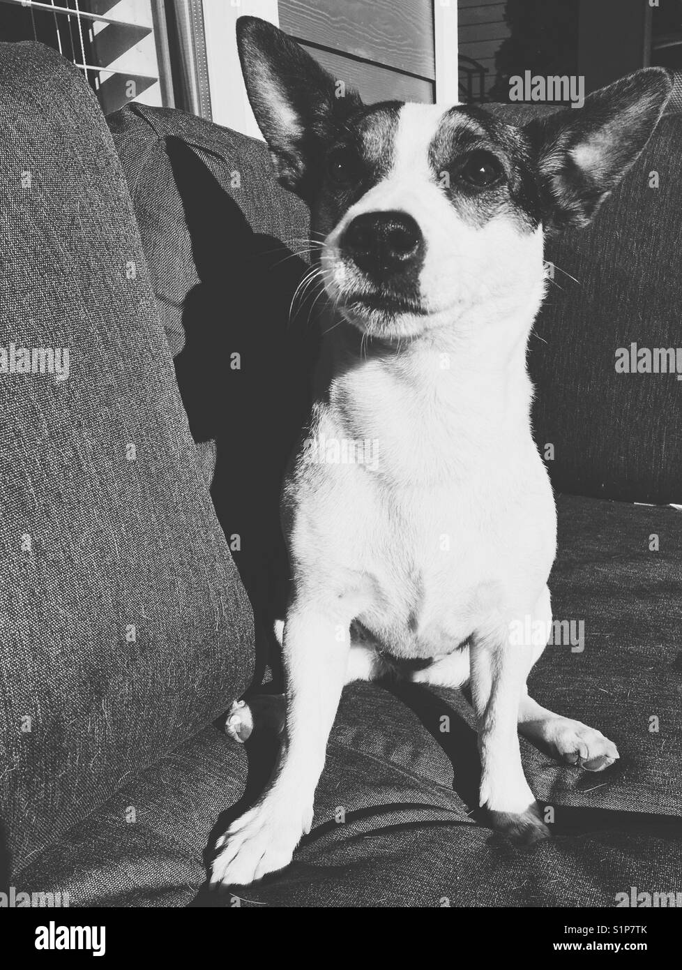 Jack Russell Terrier dog sitting on an outdoor chair on a sunny day. In black and white. - Smartphone Captured Stock Image