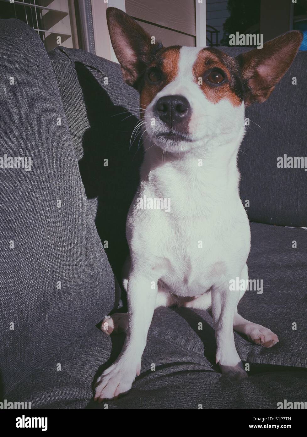 Jack Russell Terrier dog sitting in the sun. - Smartphone Captured Stock Image