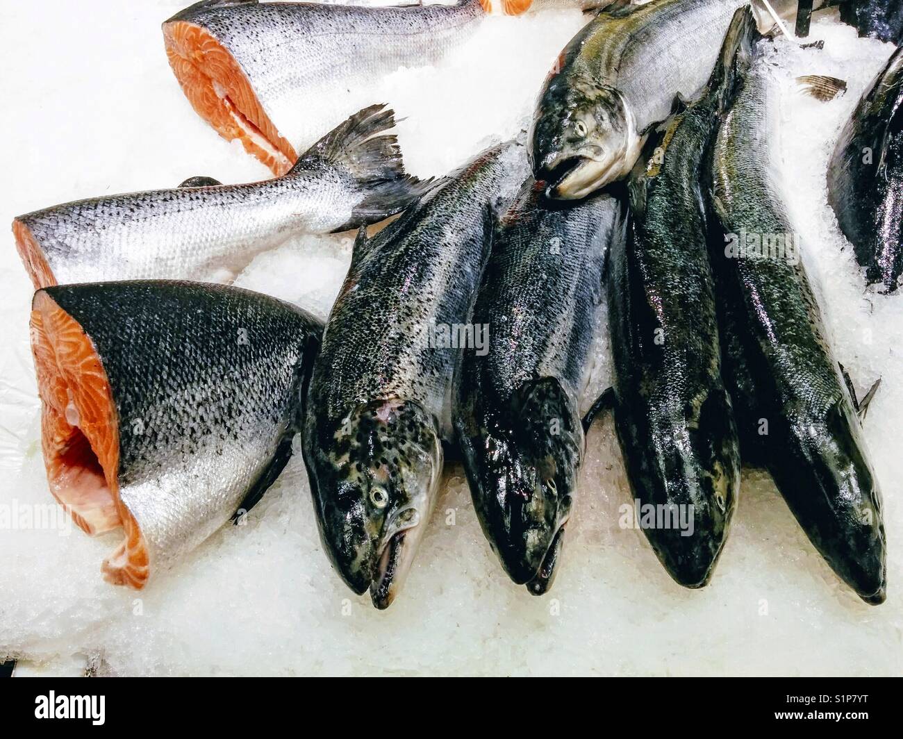 White salmons hires stock photography and images Alamy