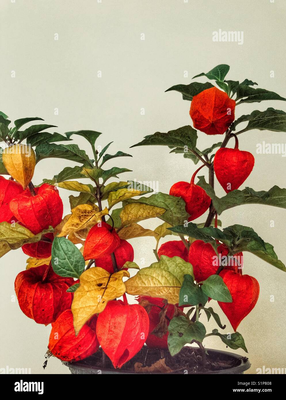 Physalis alkekengi, also known as Ornamental physalis, Chinese Lampion or Chinese Lantern Plant. Inedible and toxic. Stock Photo