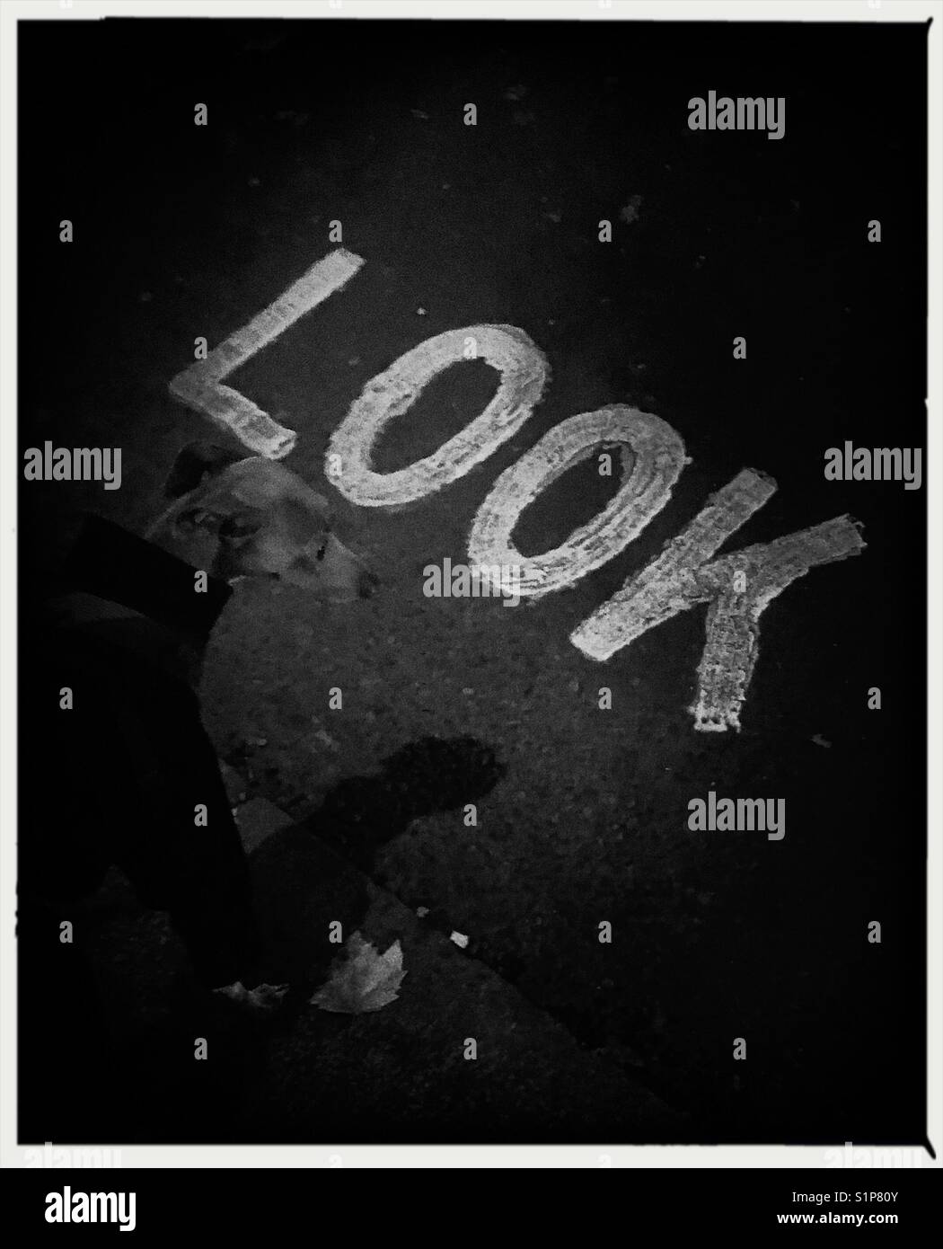 Road sign saying look and greyhound puppy looking at it in London U.K. - Smartphone Captured Stock Image