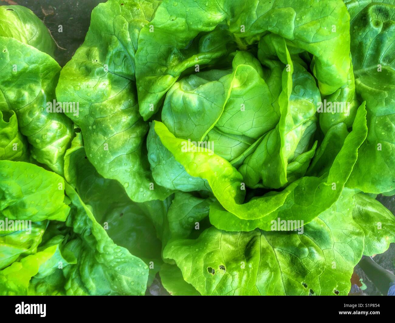Butterhead lettuce hi-res stock photography and images - Alamy