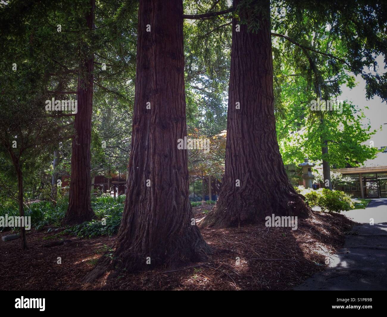 Two redwood trees on Berkeley campus. Stock Photo