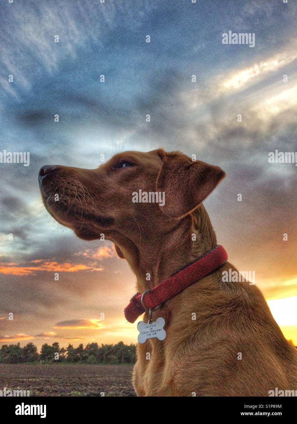 A yellow labrador retriever looking regal and dignified with a colourful sunset and dramatic clouds behind - Smartphone Captured Stock Image