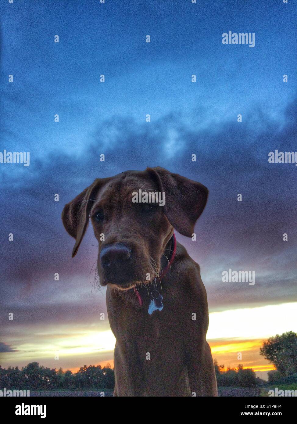 A yellow labrador retriever looking regal and dignified with a colourful sunset and dramatic clouds behind - Smartphone Captured Stock Image