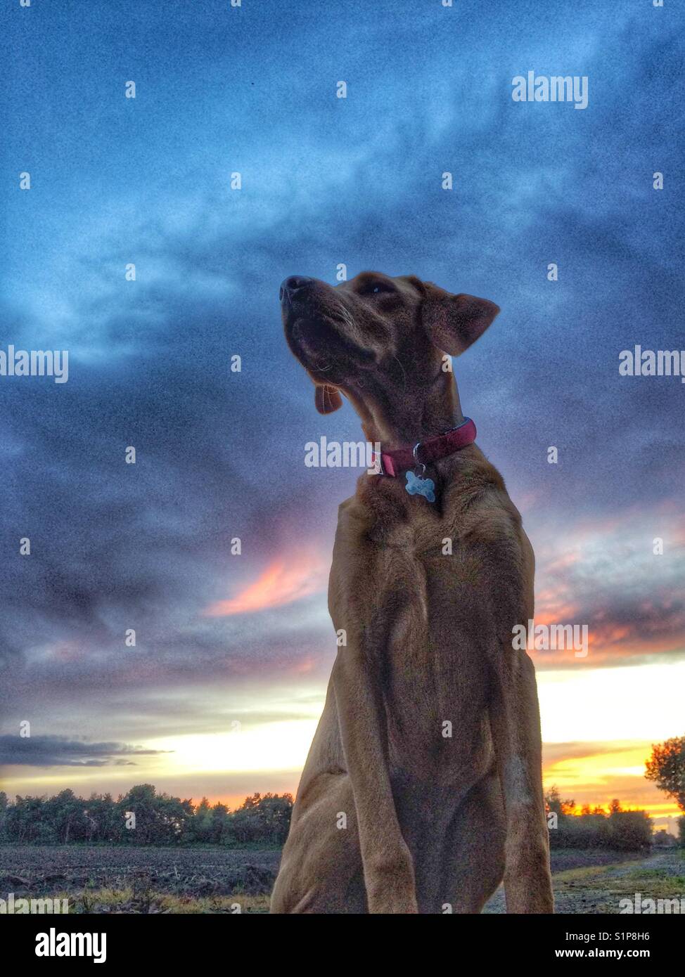 A yellow labrador retriever looking regal and dignified with a colourful sunset and dramatic clouds behind - Smartphone Captured Stock Image