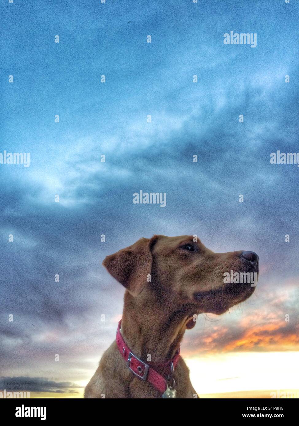 A yellow labrador retriever looking regal and dignified with a colourful sunset and dramatic clouds behind Stock Photo