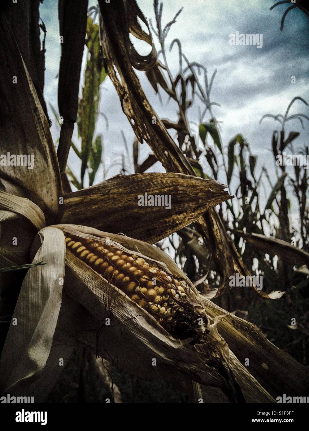 Ear of corn in row - Smartphone Captured Stock Image