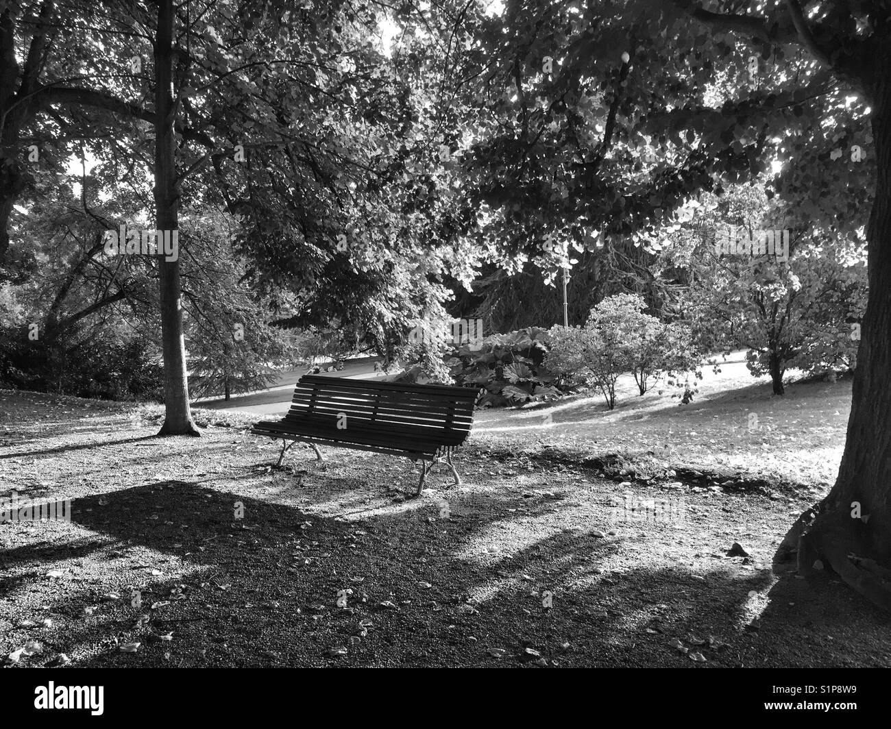 Empty park bench silhouetted by evening sunlight. Monochrome image of bench and surrounding trees. Stock Photo