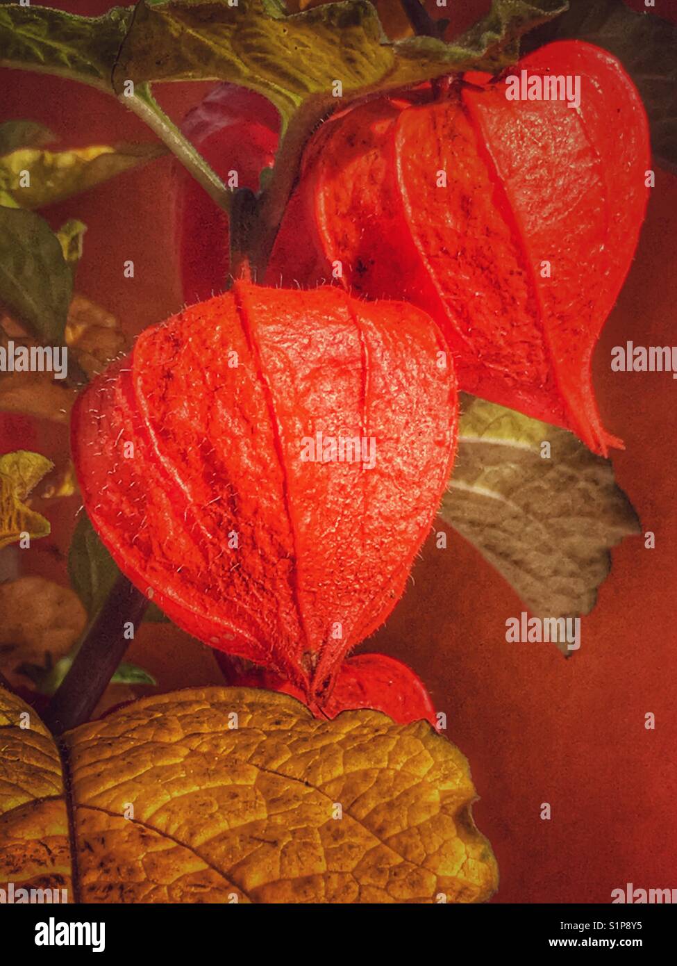 Physalis alkekengi, also known as Ornamental physalis, Chinese Lampion