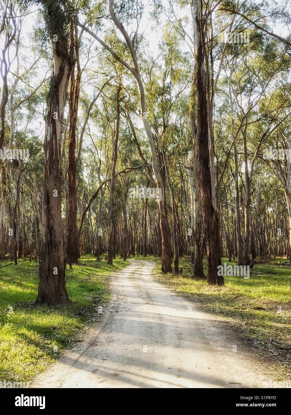 Dirt road in riverside bushland 'the common' Narrandera, New South Wales, Australia Stock Photo