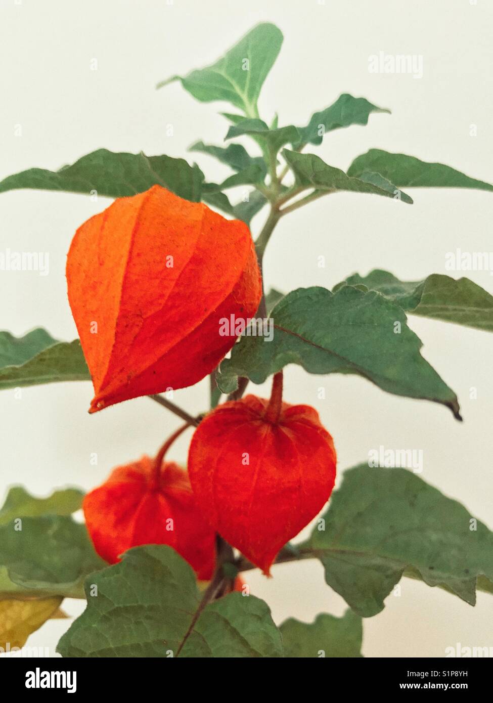 Physalis alkekengi, also known as Ornamental physalis, Chinese Lampion