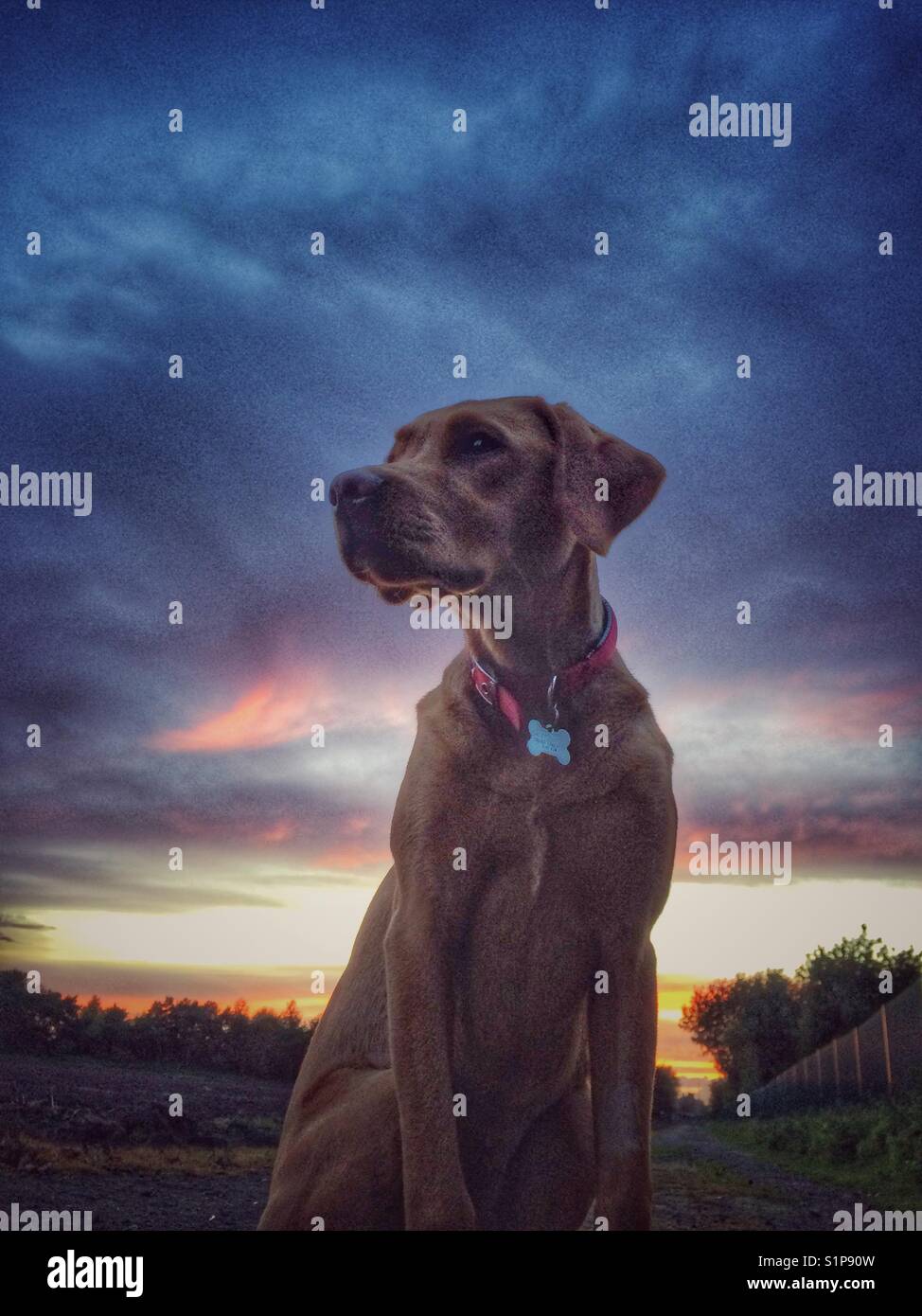 A yellow labrador retriever looking regal and dignified with a colourful sunset and dramatic clouds behind Stock Photo