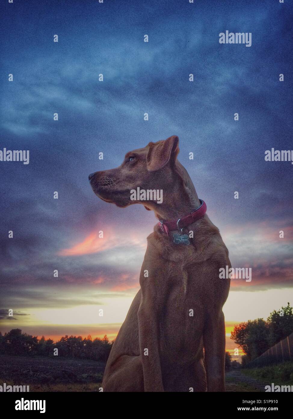 A yellow labrador retriever looking regal and dignified with a colourful sunset and dramatic clouds behind - Smartphone Captured Stock Image