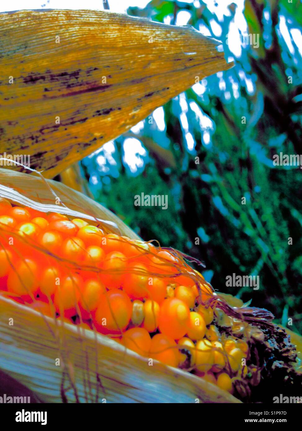 Glowing corn in field - Smartphone Captured Stock Image