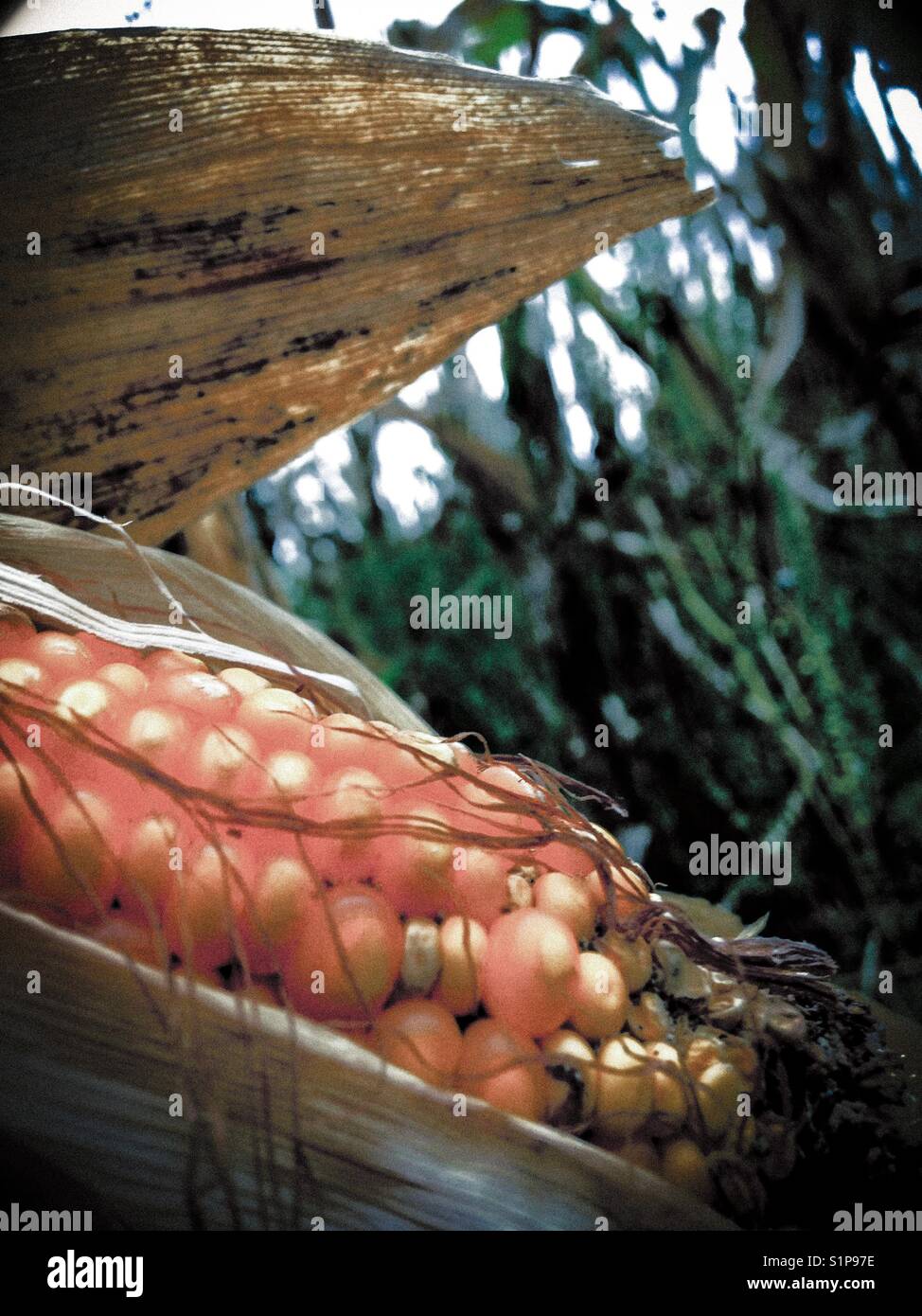 Ripe corn in the field - Smartphone Captured Stock Image