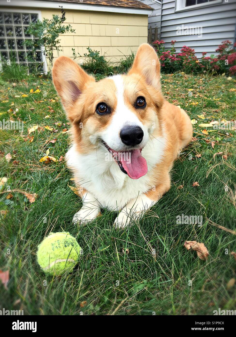 corgi tennis ball