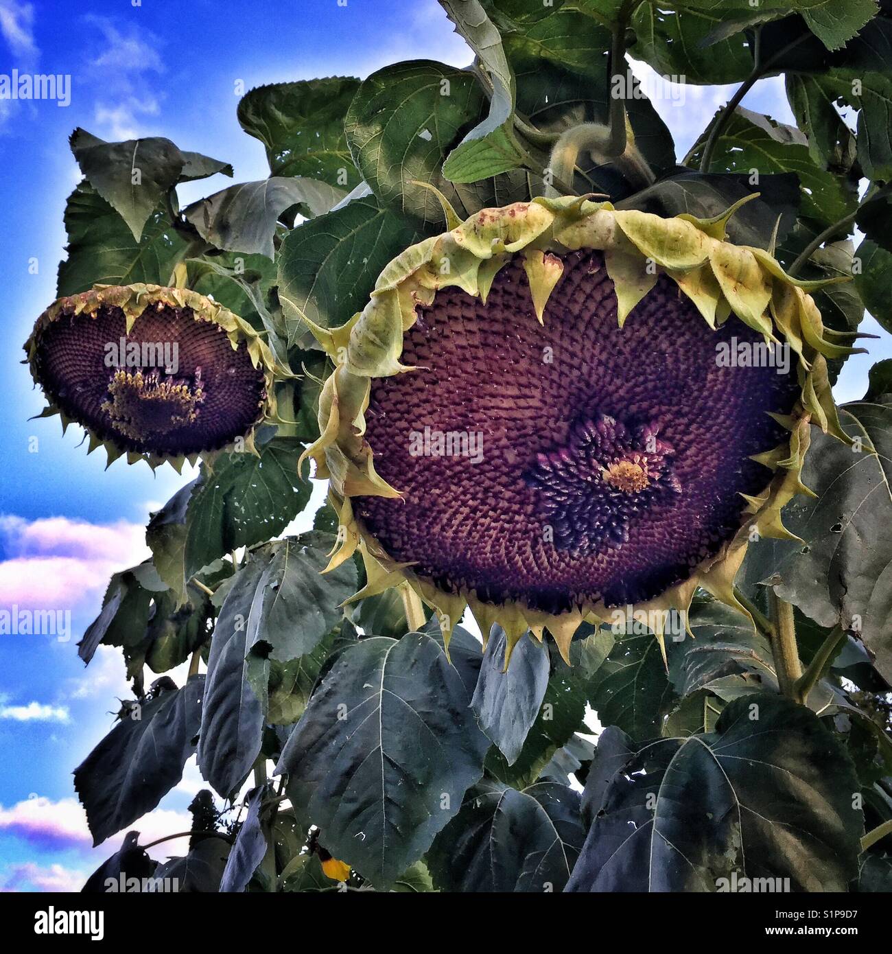 Sunflowers going to seed. - Smartphone Captured Stock Image