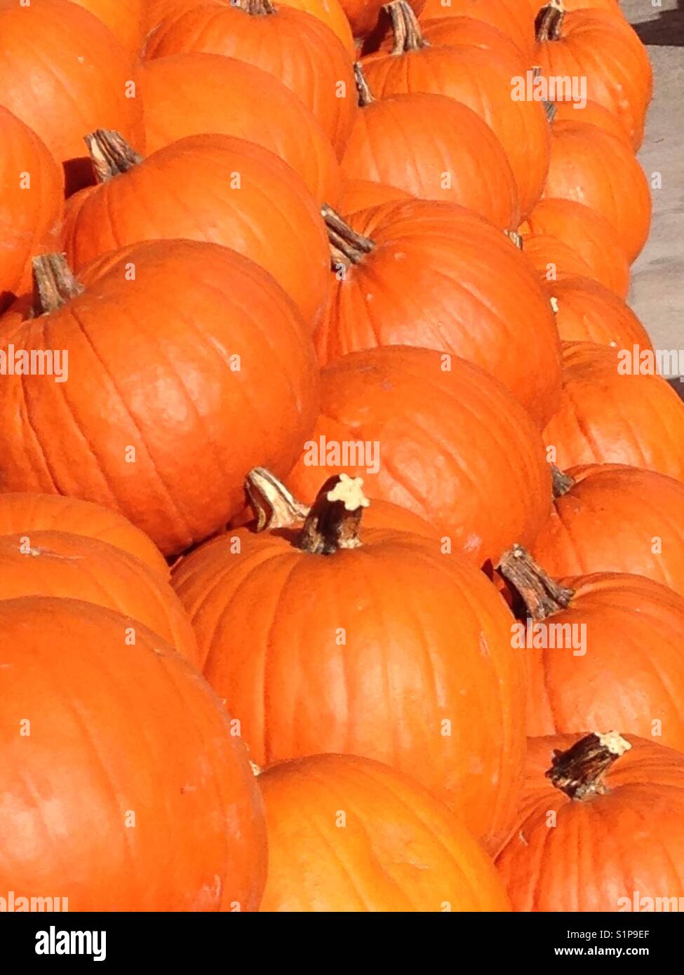 Rows and rows of plump pumpkins for sale Stock Photo