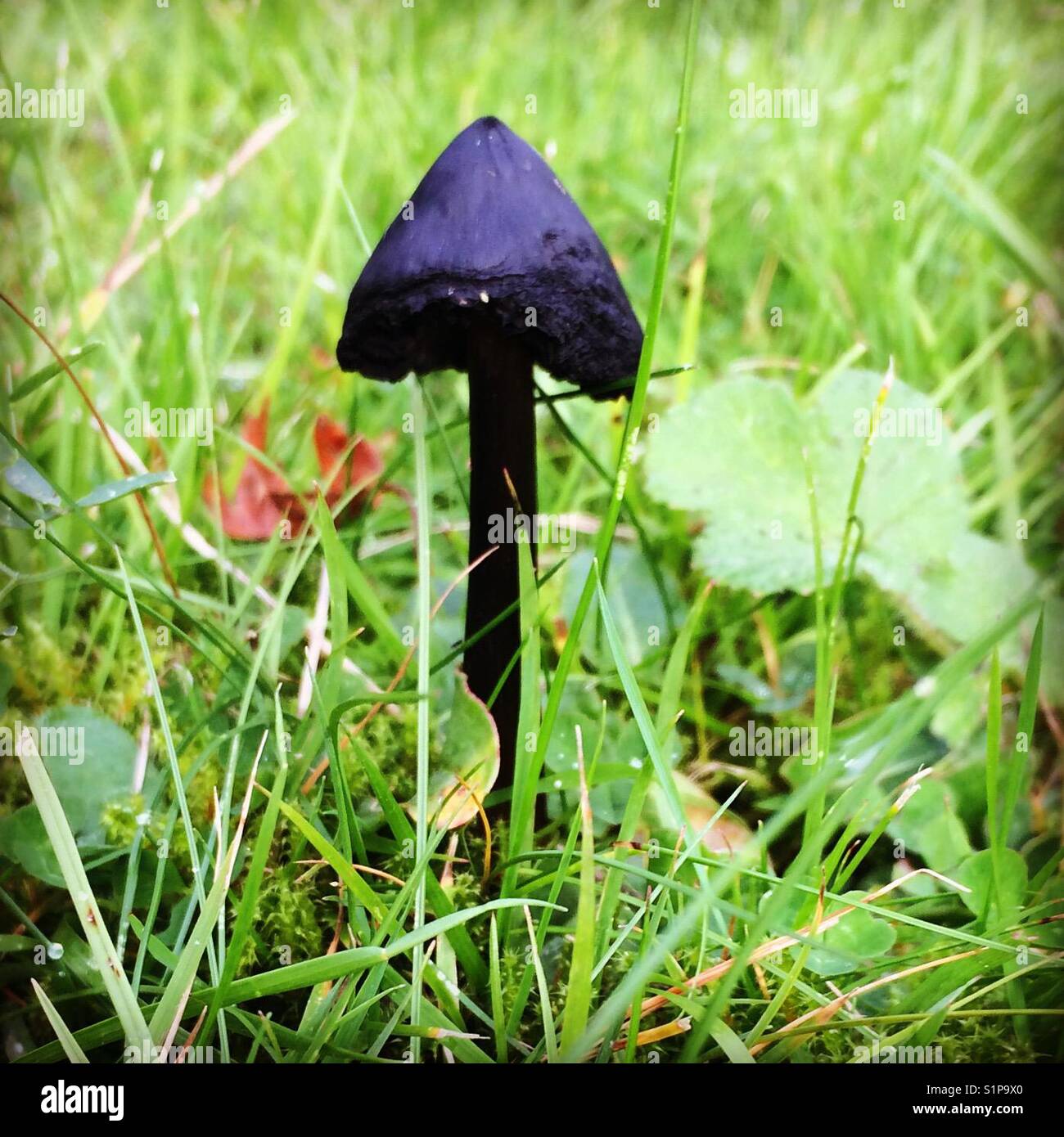 Black mushroom hi-res stock photography and images - Alamy