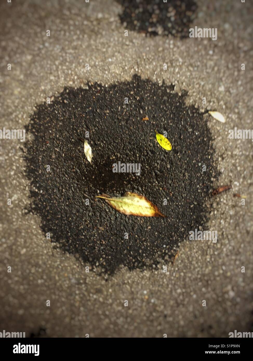 Drying Autumn puddle with leaves looks like a face - Smartphone Captured Stock Image