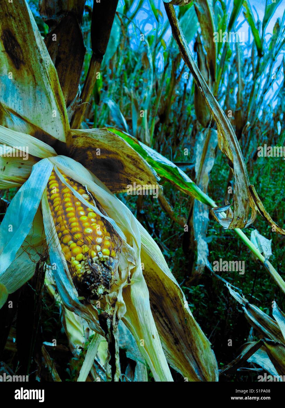 Corn kernels in the field - Smartphone Captured Stock Image