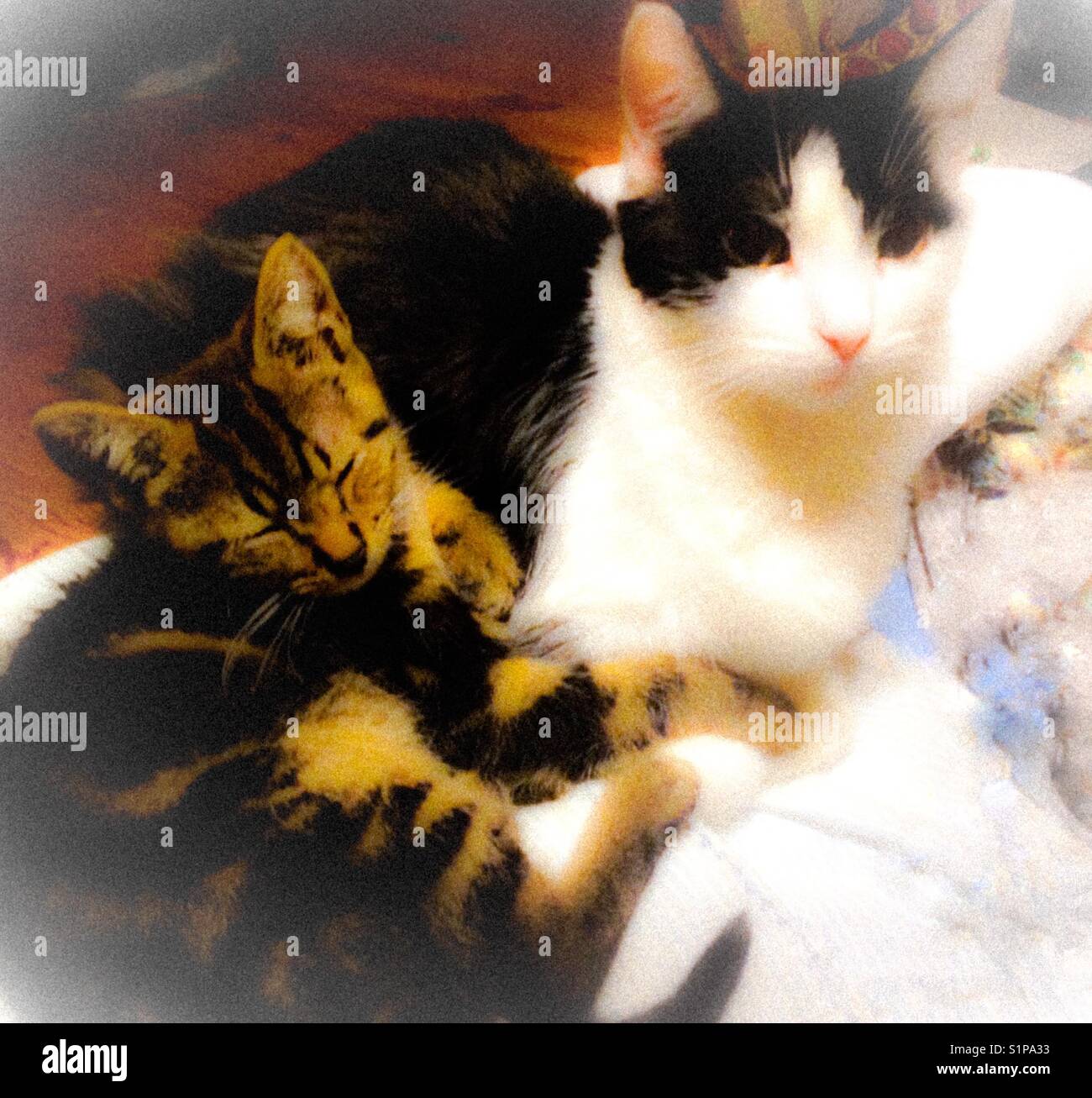 Kitten and young cat Stock Photo Alamy