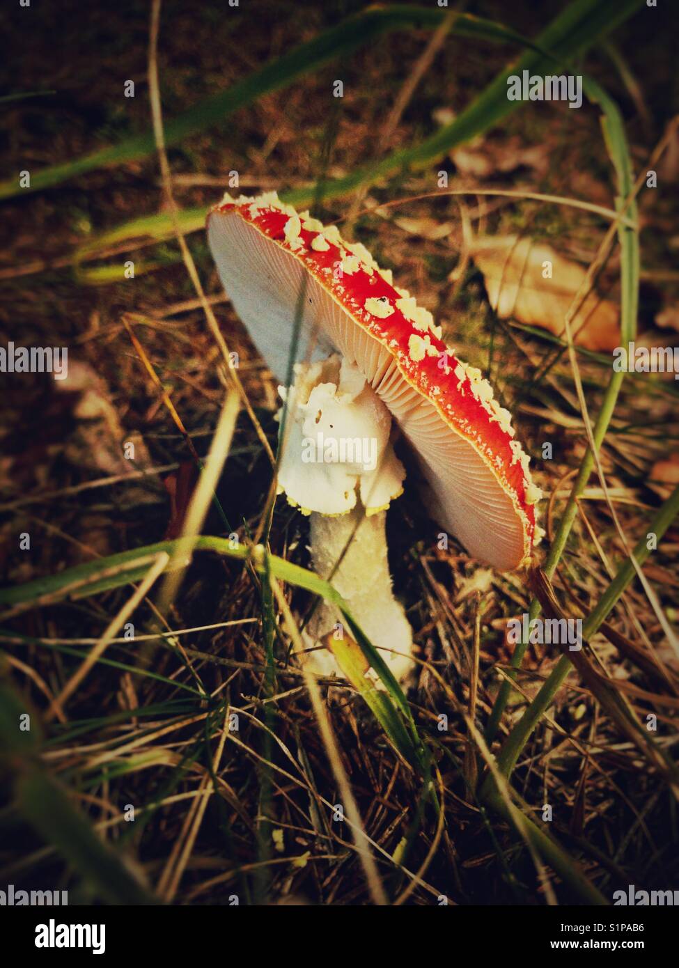 Toadstool has lost its hat Stock Photo Alamy
