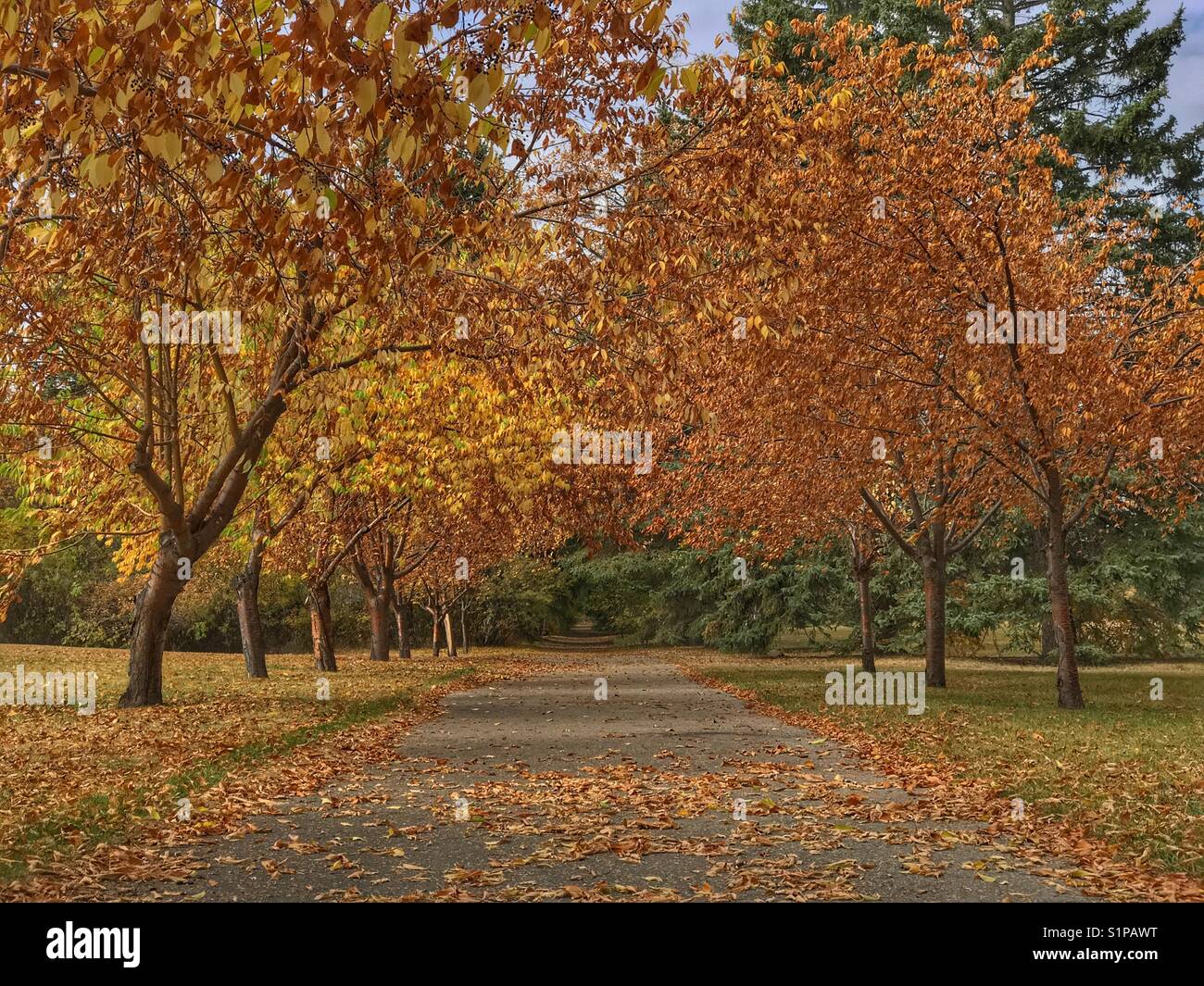 Pathway through autumnal trees in Baker park, Calgary, Alberta, Canada. - Smartphone Captured Stock Image