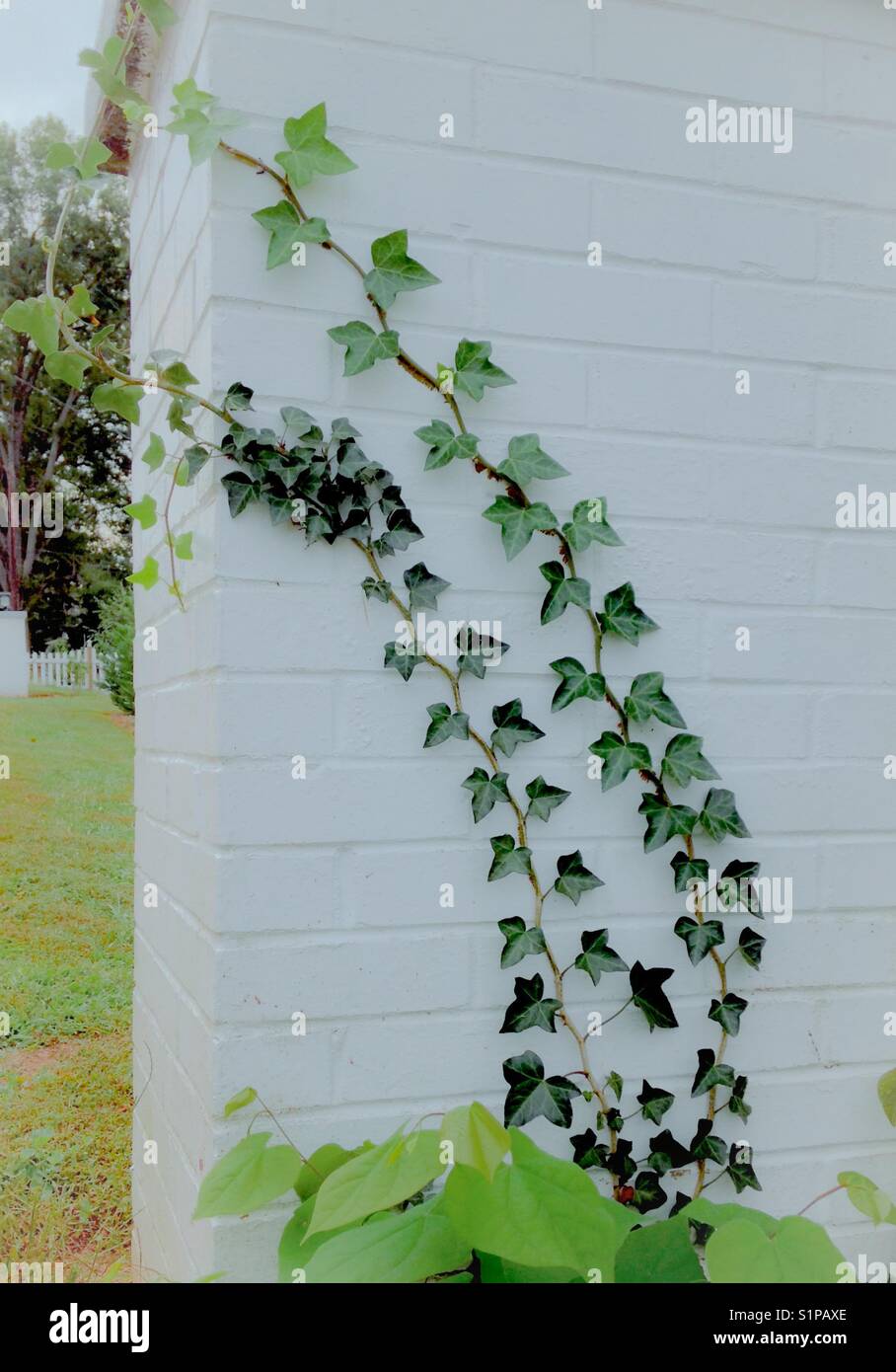 Brick pillar with English Ivy Stock Photo