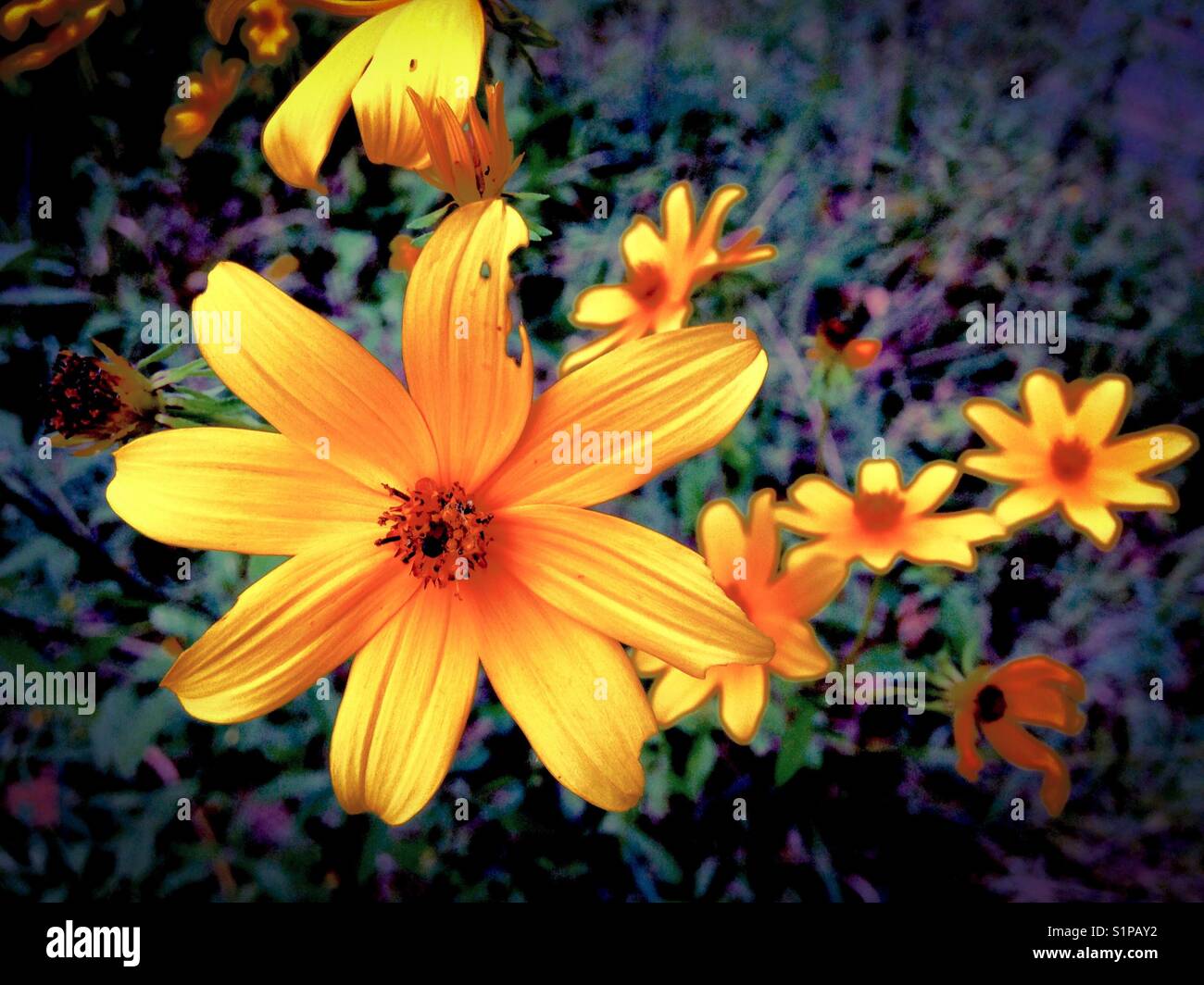 Vivid wildflowers with black tapestry background - Smartphone Captured Stock Image