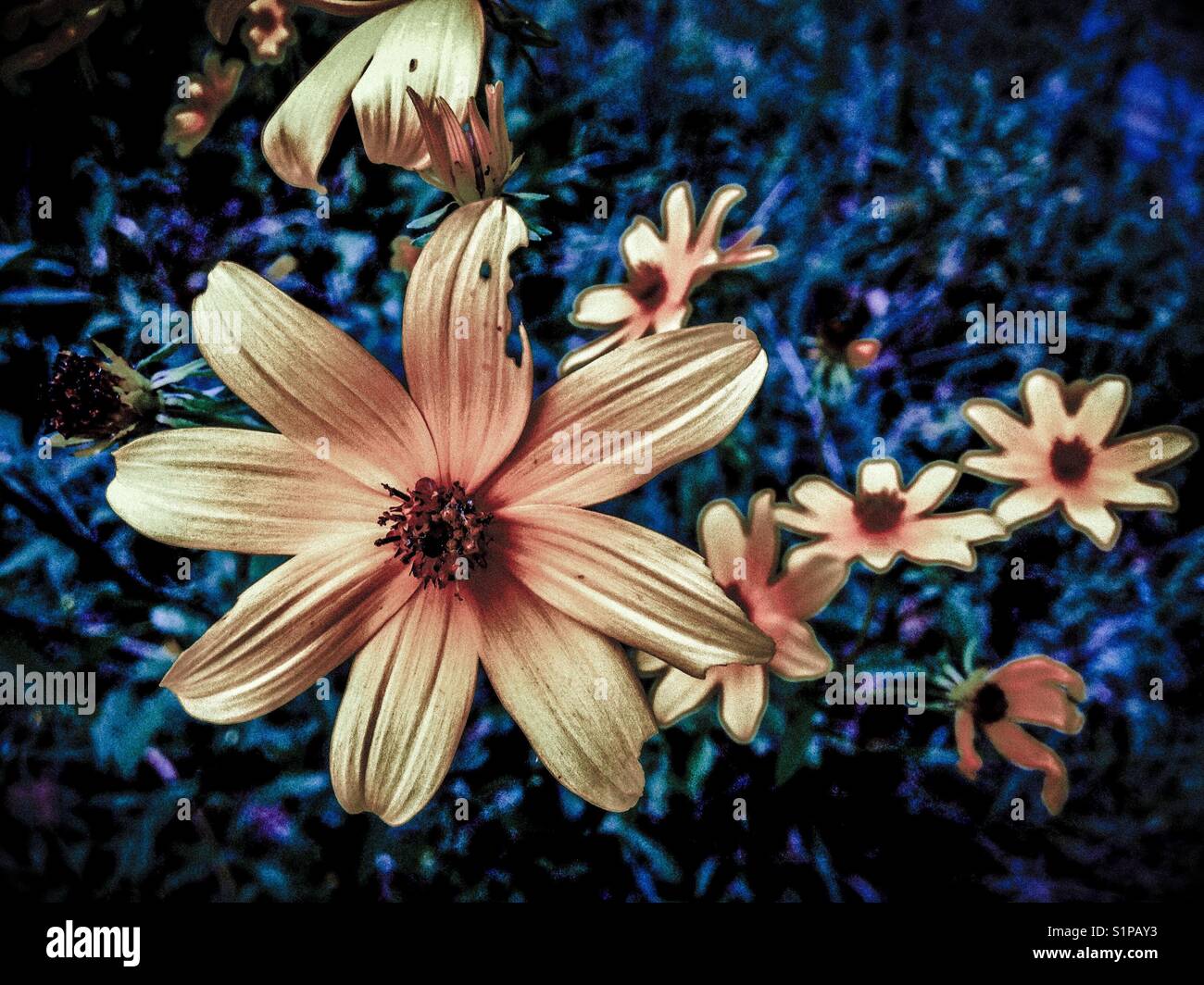 Muted yellow wildflowers Stock Photo