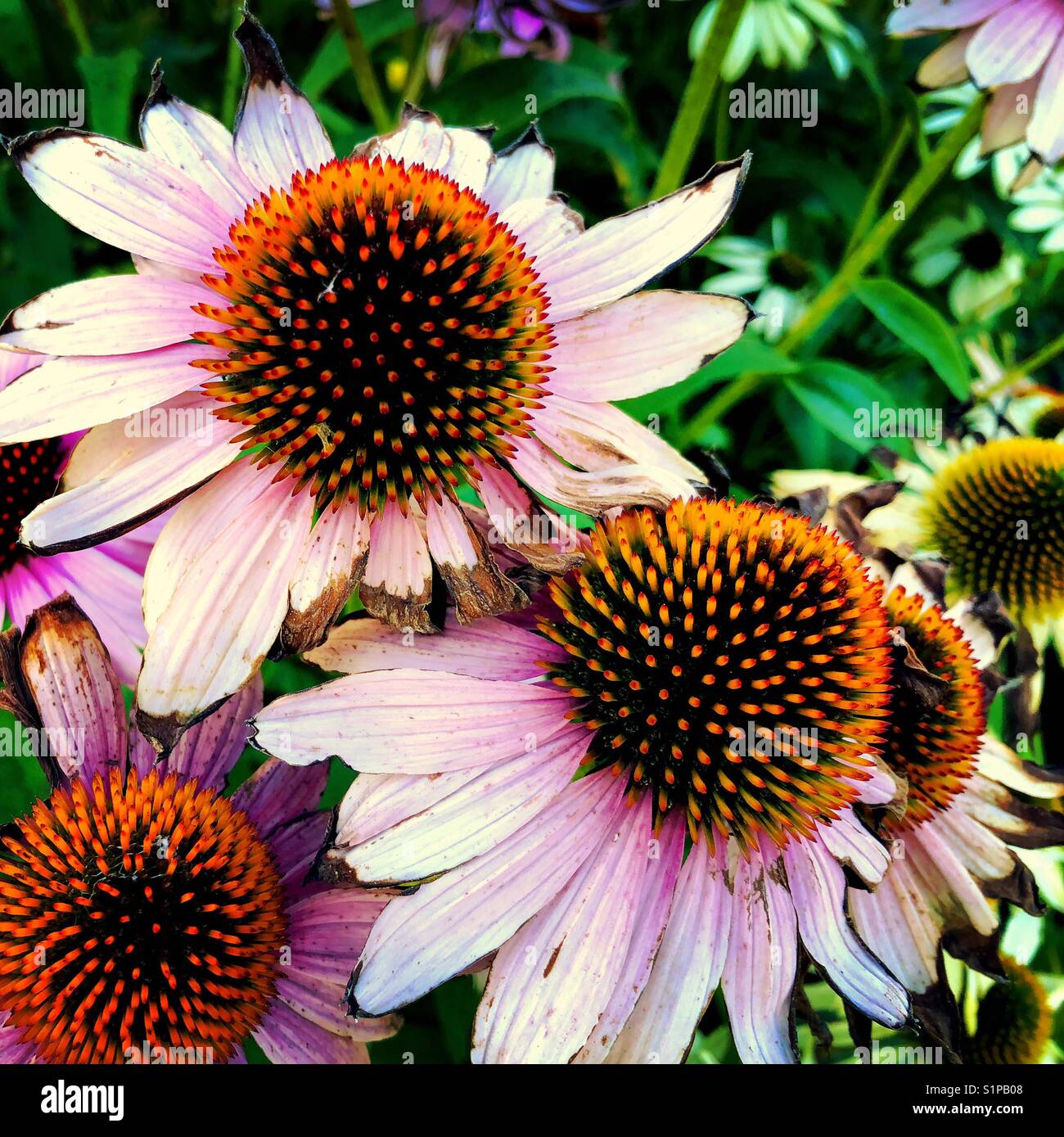 Close up of withering coneflowers in early autumn Stock Photo