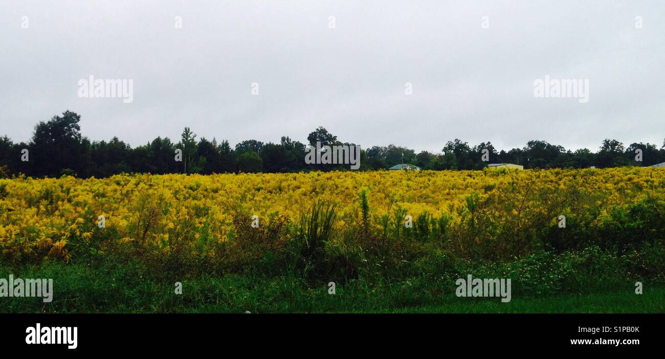 Golden field Stock Photo Alamy