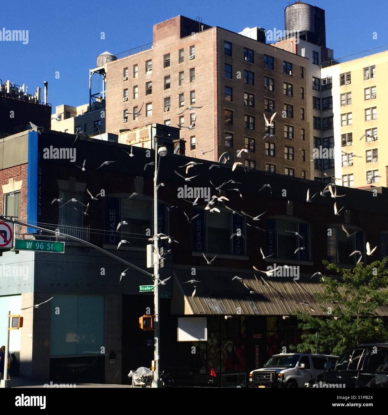 Pigeons in flight, flocking, Broadway, New York City, Upper Westside Stock Photo