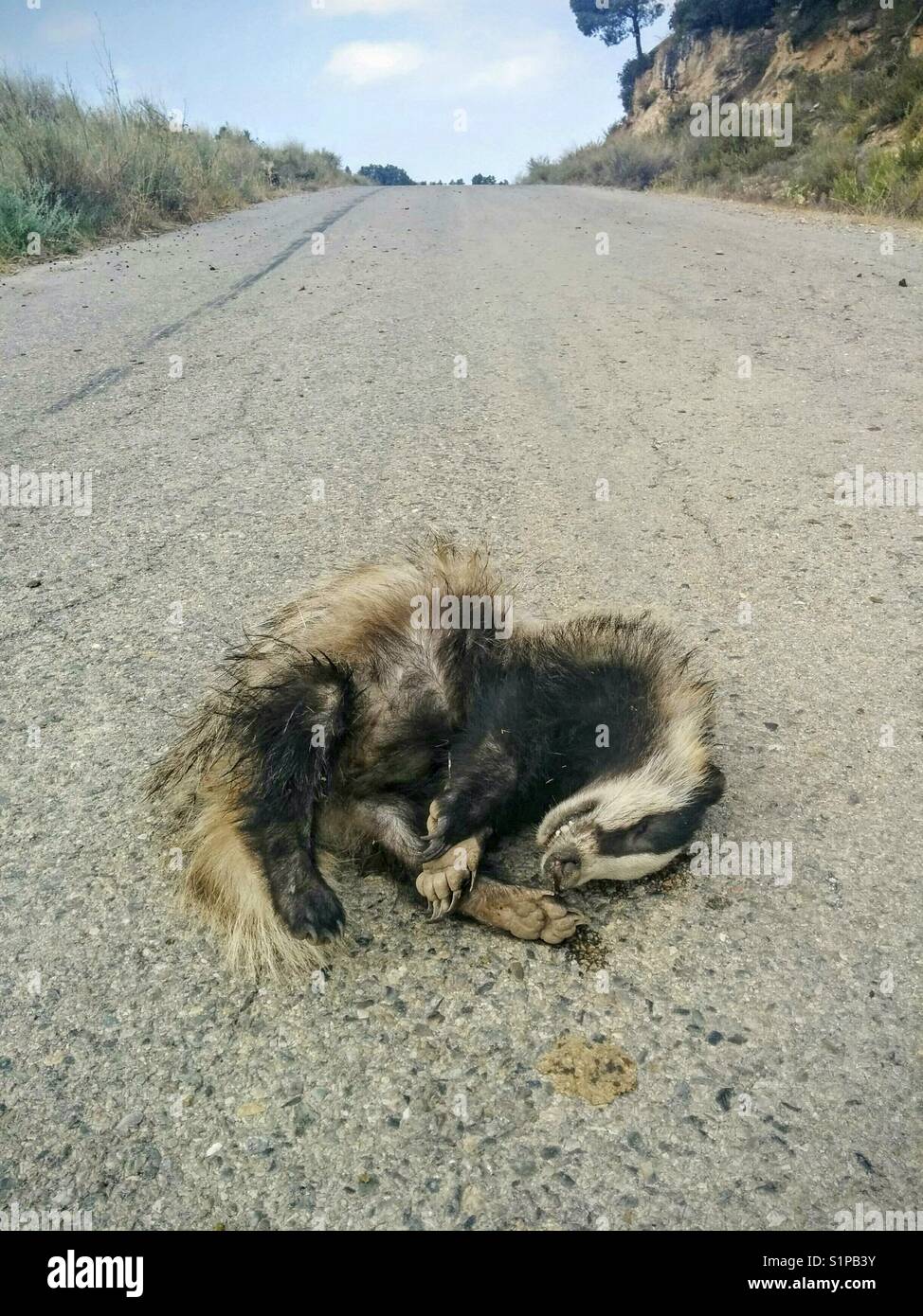Badger at daytime hires stock photography and images Alamy