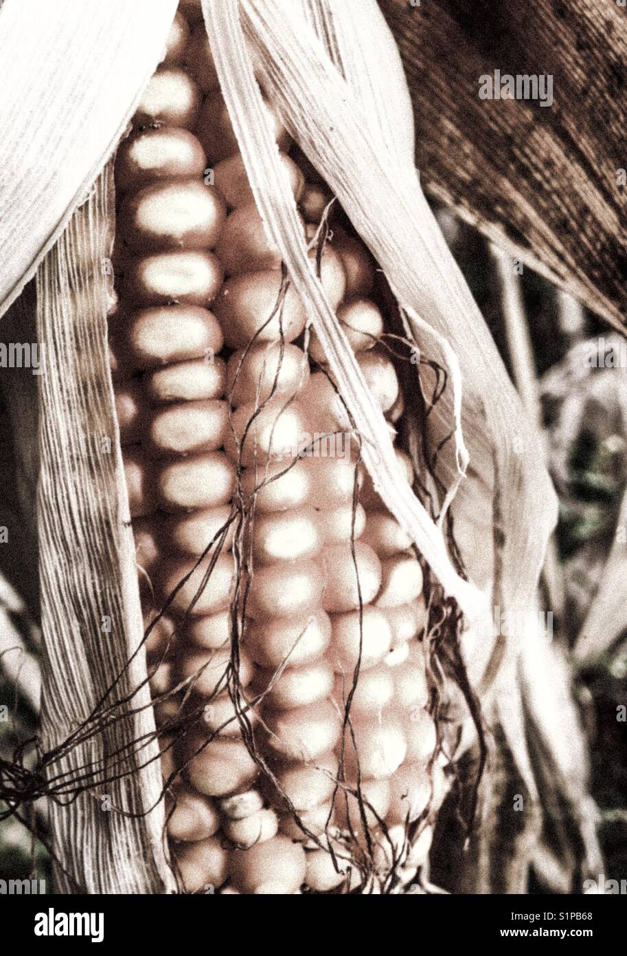Ear of corn in sepia - Smartphone Captured Stock Image