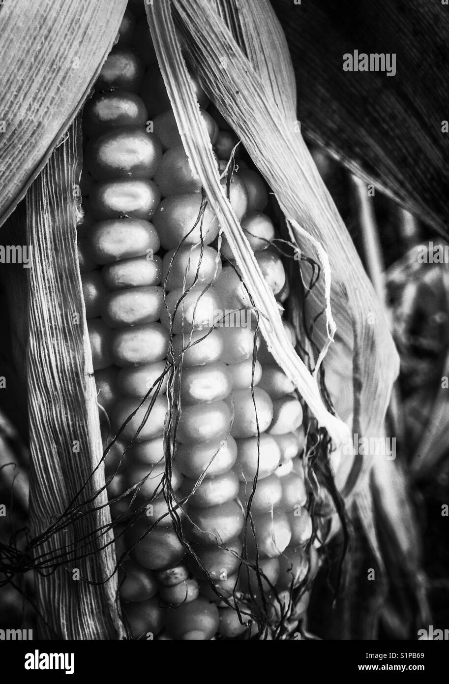 Ear of corn in black and white - Smartphone Captured Stock Image