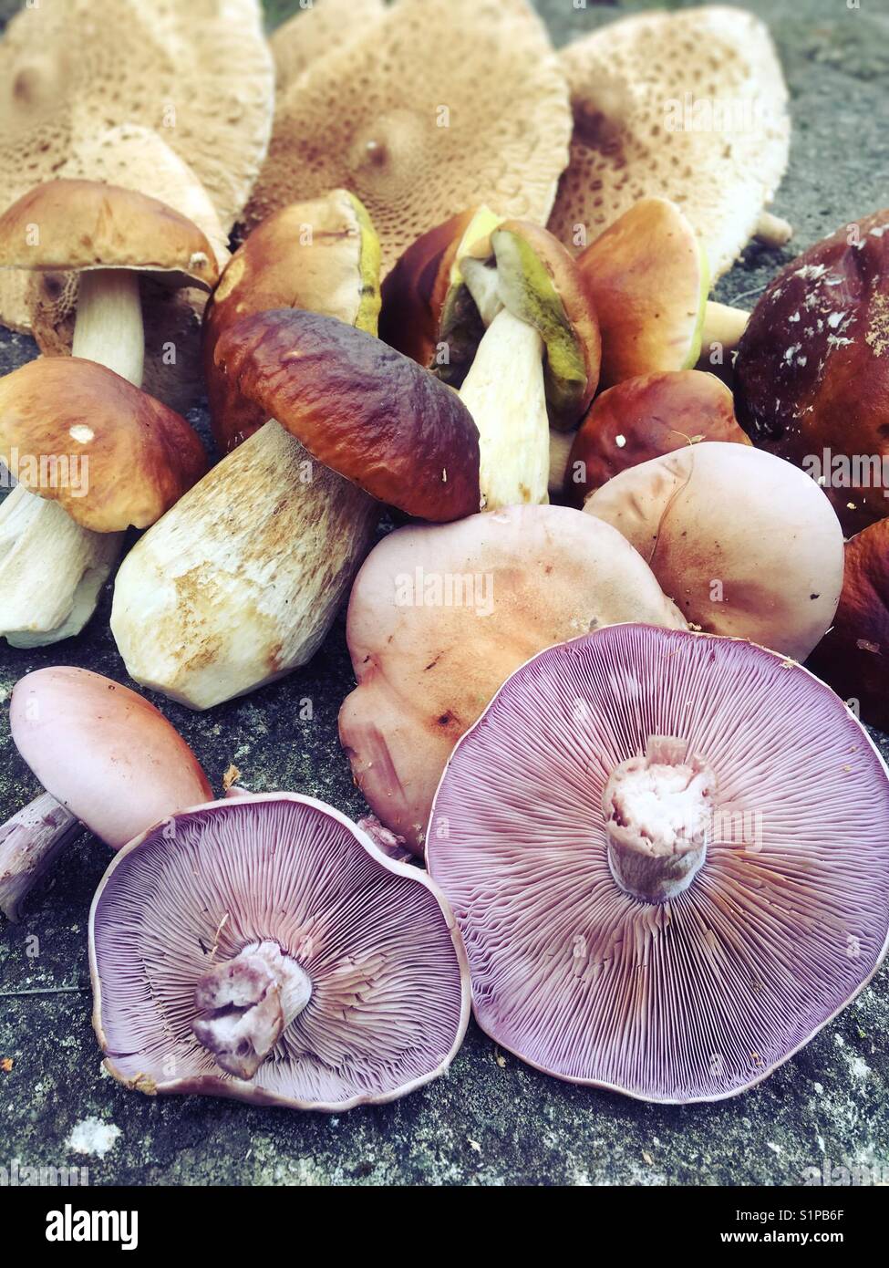 Blewit mushroom hires stock photography and images Alamy