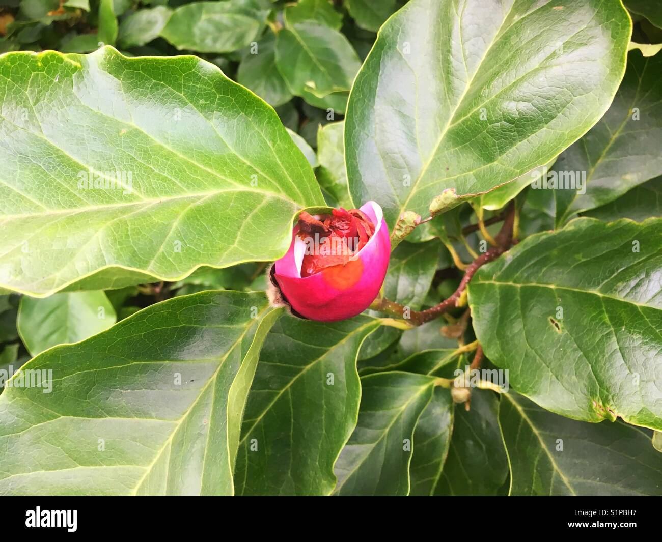 Ecayed Flower Decaying flower hi-res stock photography and images - Alamy