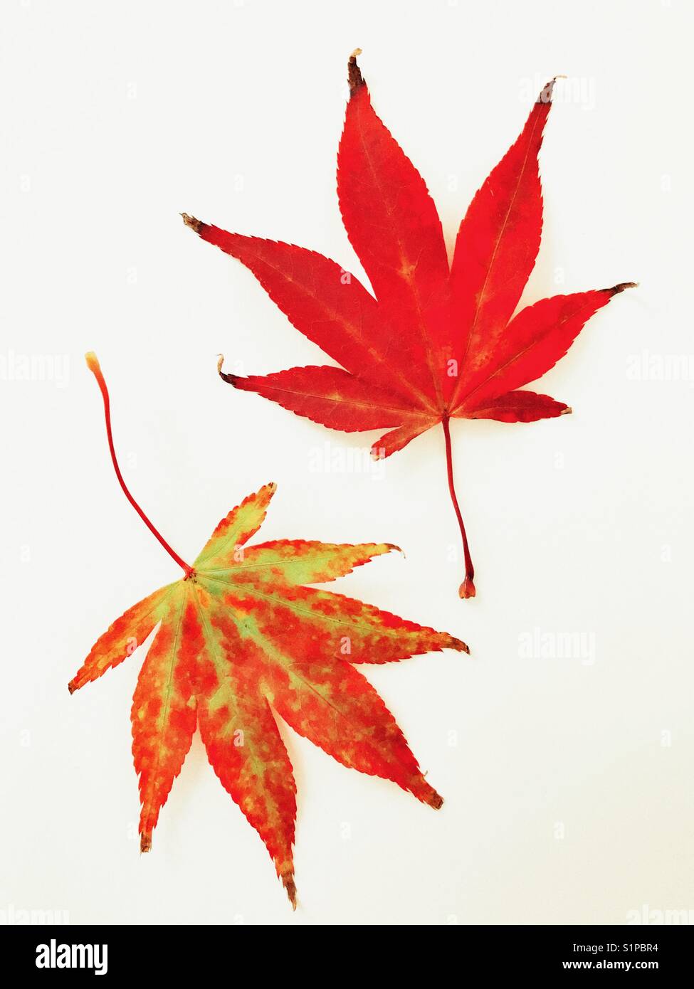 Autumn leaves, changing colour - Smartphone Captured Stock Image