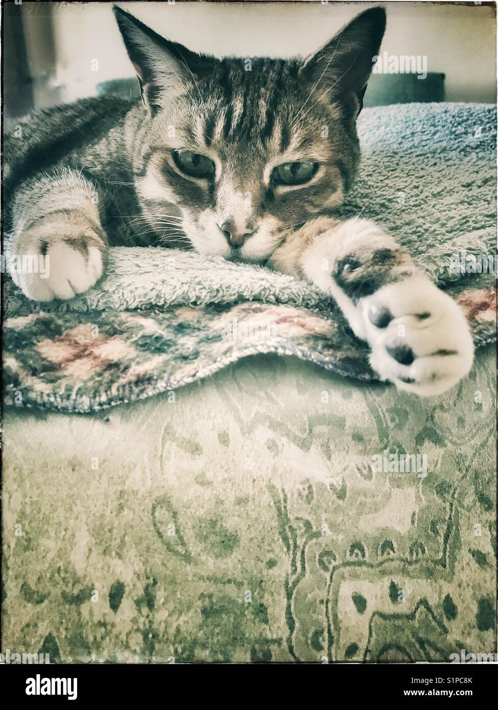 Cat relaxing on bed. - Smartphone Captured Stock Image