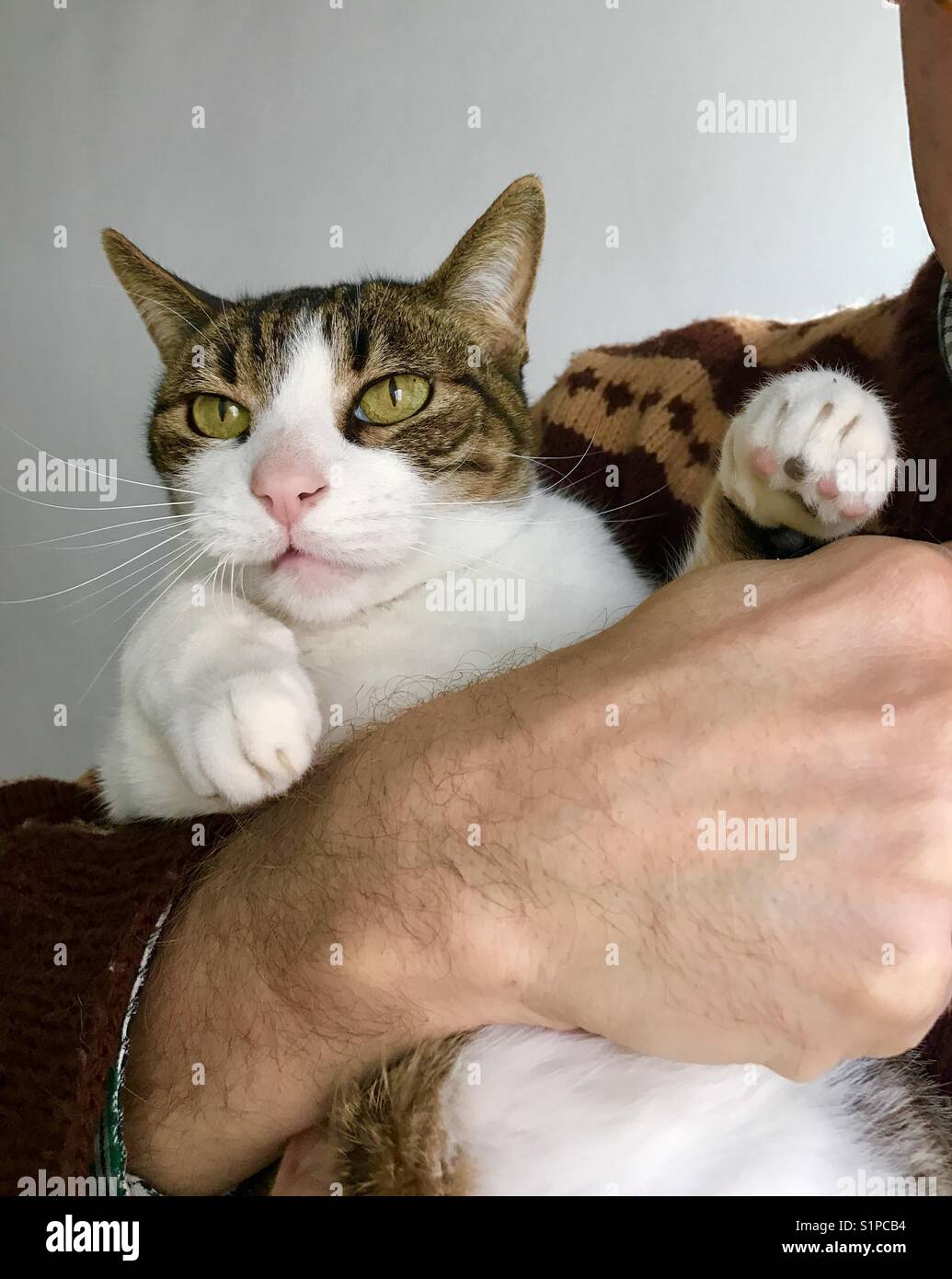 Man holding a tabby and white cat in arms. - Smartphone Captured Stock Image