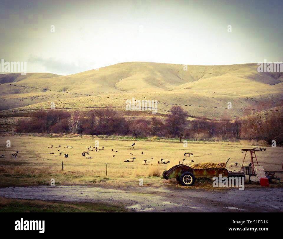 Sheep may safely graze- Tucannon River near Starbuck, WA - Smartphone Captured Stock Image
